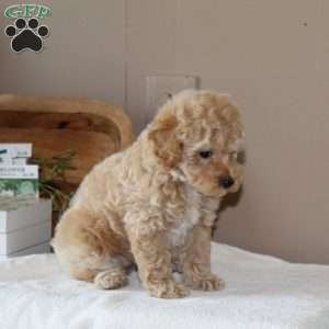 Alex, Bich-Poo Puppy